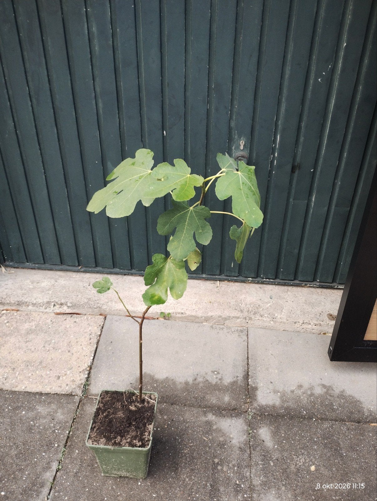 Vijgenboom - Ficus Carica, Ophalen, Volle zon, Vaste plant, Zomer