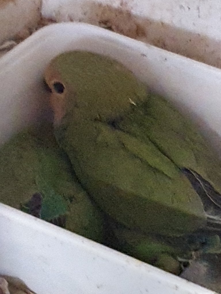 Agapornide, Dieren en Toebehoren, Meerdere dieren, Dwergpapegaai of Agapornis, Geringd