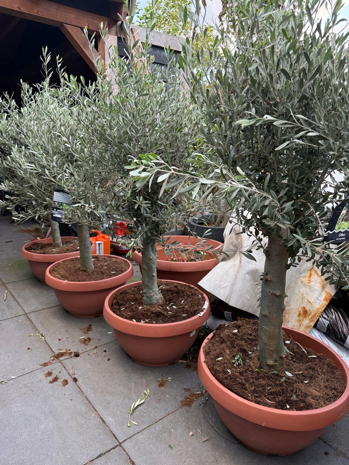 Nieuw! Yucca rostrata, olijfboom bonsai en olijfboom Pon Pon, Tuin en Terras, Planten | Bomen, Volle zon, Ophalen of Verzenden