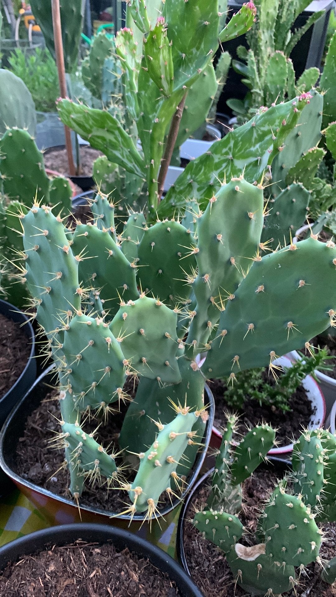 Cactus plant met pot €8, Ophalen, Cactus, Volle zon, Minder dan 100 cm