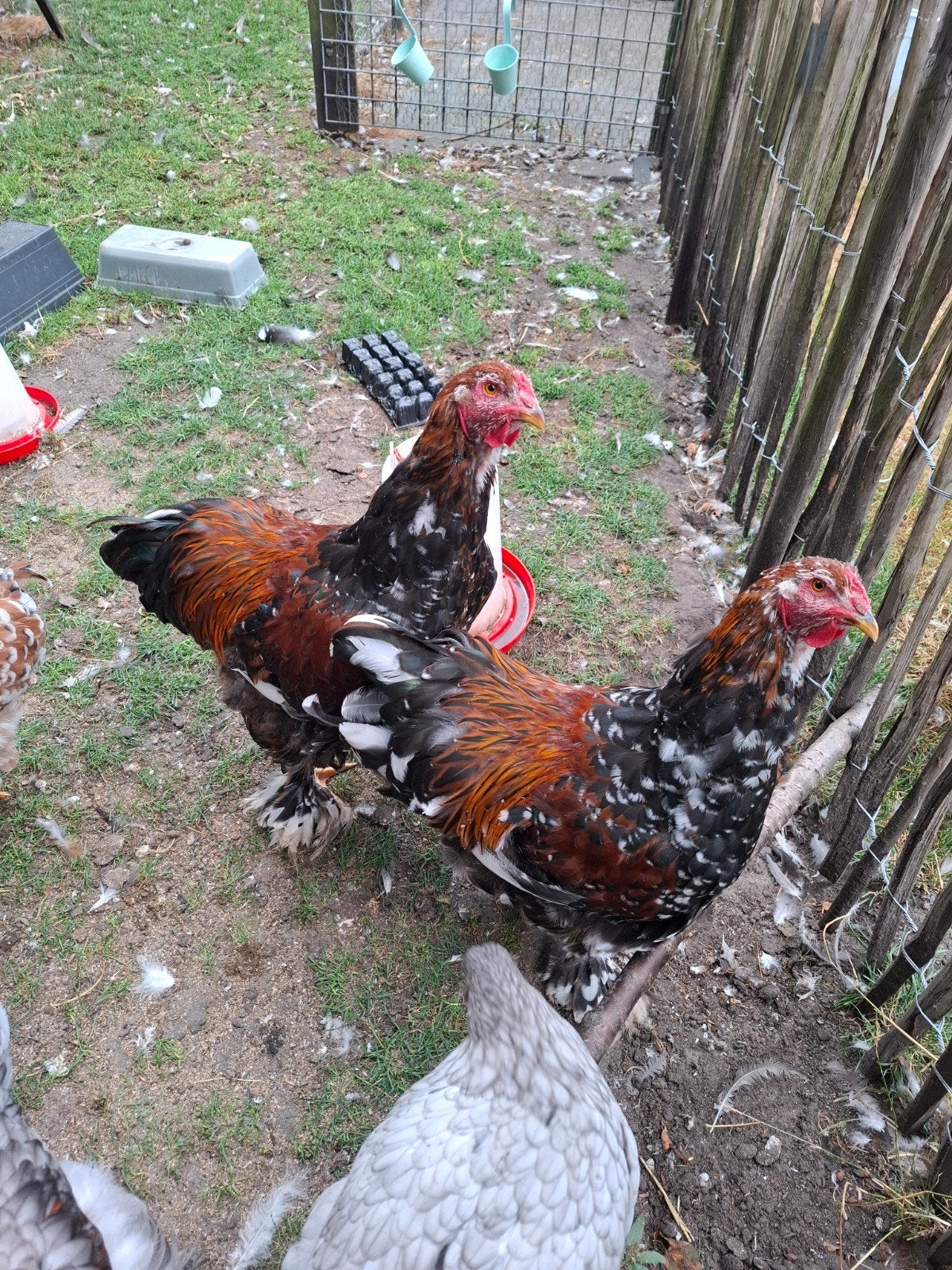 Jonge Brahma haan, Dieren en Toebehoren, Mannelijk, Kip