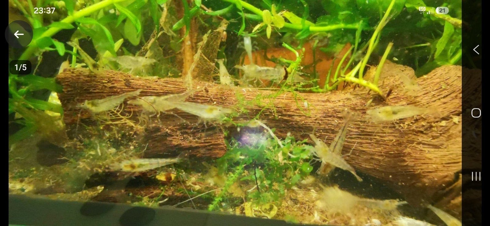 20x zoet water garnalen, mini japonica, Dieren en Toebehoren, Kreeft, Krab of Garnaal