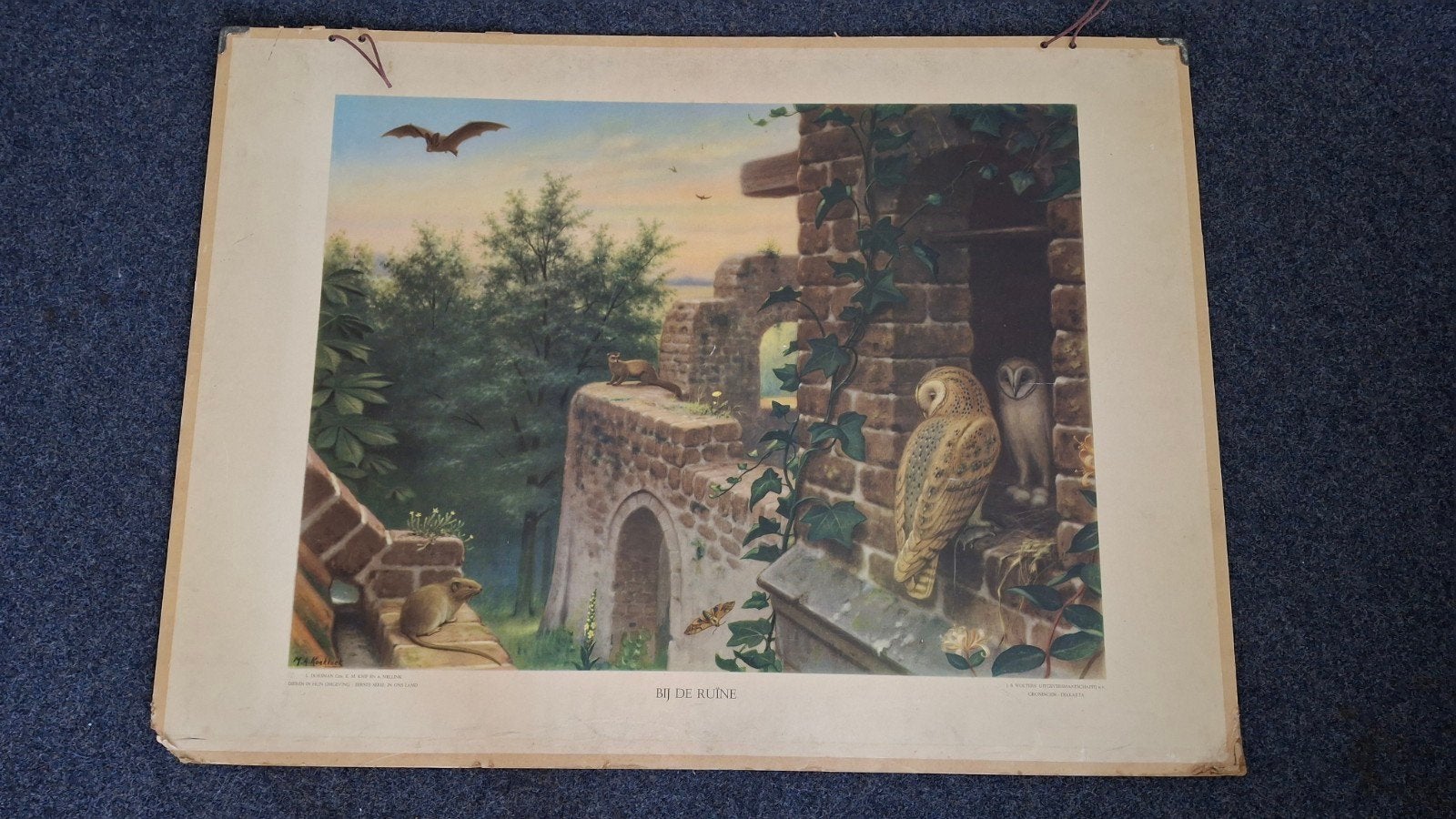 oude schoolplaat, brocante schoolplaat, Ophalen, Natuur en Biologie