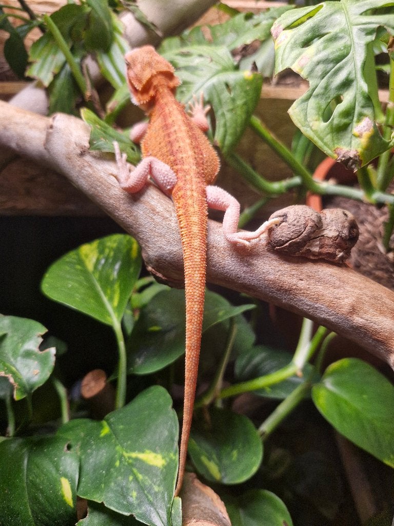 Baardagaam Orange dunner trans hypo, Hagedis, 0 tot 2 jaar