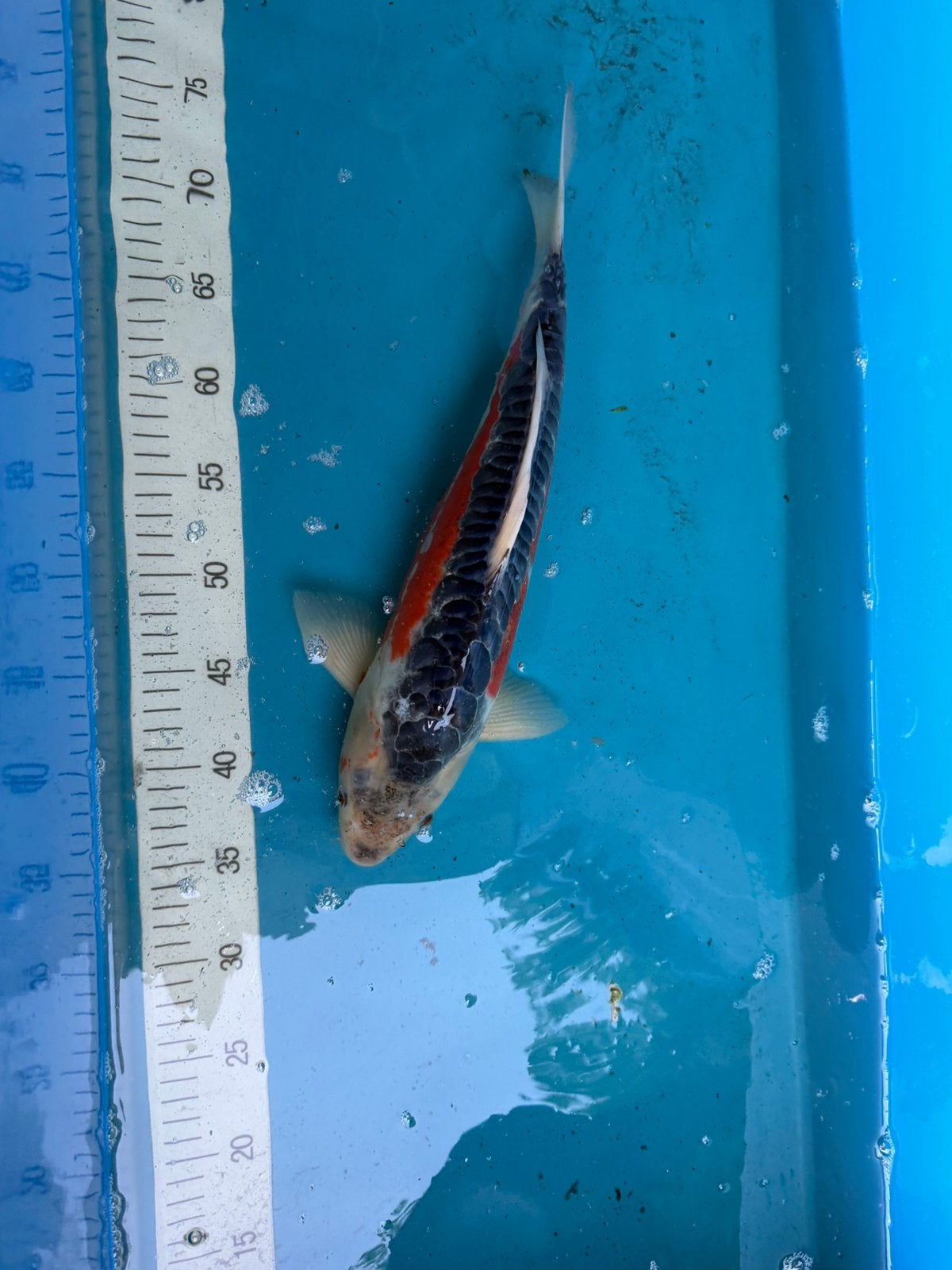 Japanse Koi Karpers, Dieren en Toebehoren, Karper of Koi