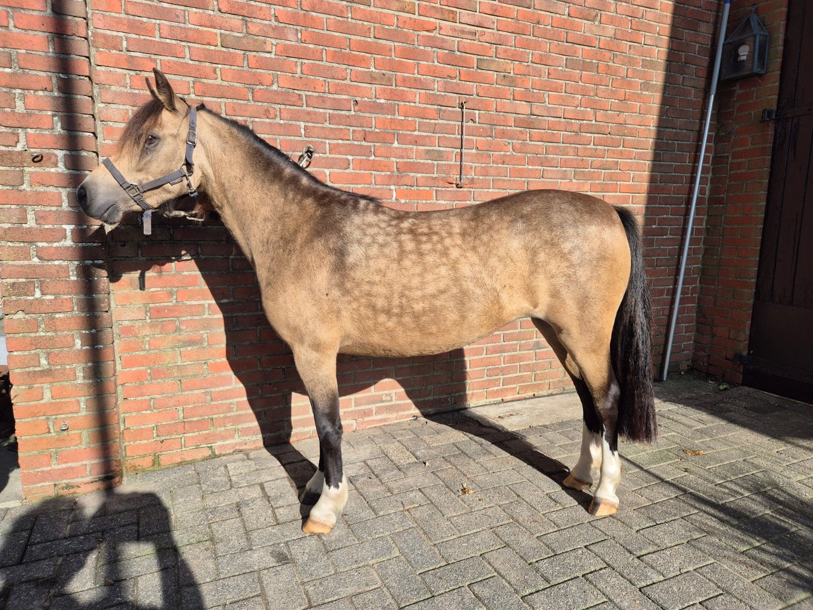 zaterdag 12 september pony en paardenmarkt DENEKAMP, Merrie, A pony (tot 1.17m), 0 tot 2 jaar