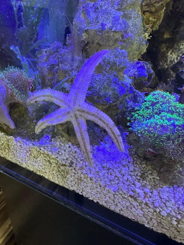 Zand zevende zeester, Dieren en Toebehoren, Vissen | Aquariumvissen, Vis