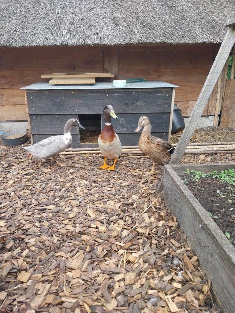 3 Indische loopeenden. Woerd en 2 hennen., Dieren en Toebehoren, Vrouwelijk, Eend