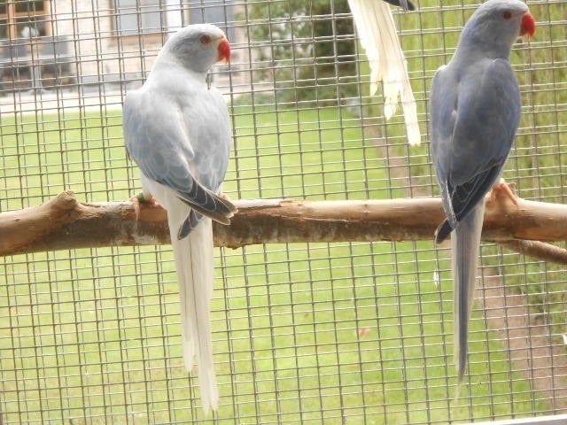 halsbanden opaline bleekstaart, Meerdere dieren, Parkiet, Geringd