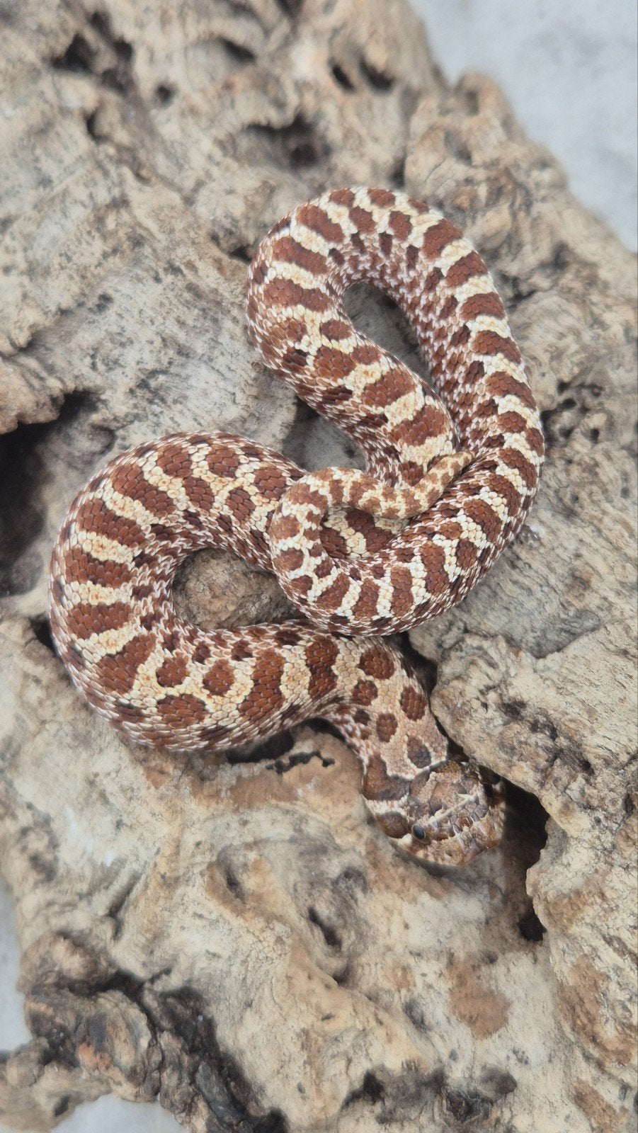 Haakneus slang Ex red het albino Hognose Snake photo 3