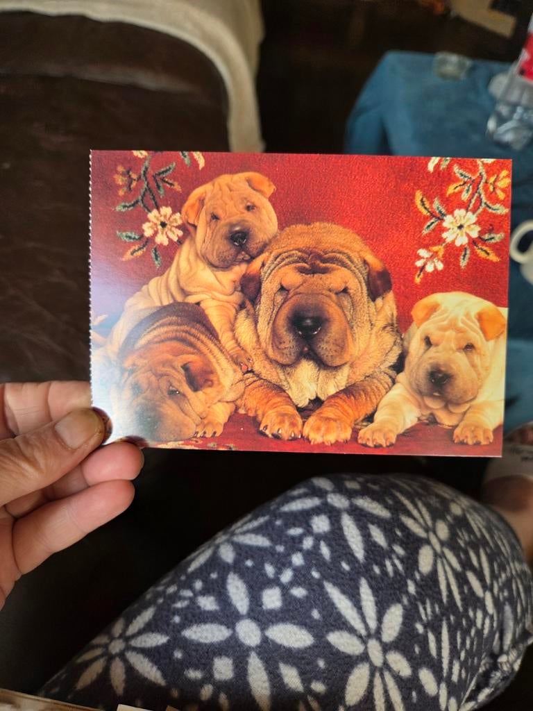 Ansichtkaart Shar-Pei honden en puppy's, Ophalen of Verzenden, 1980 tot heden, Ongelopen, Overig Europa