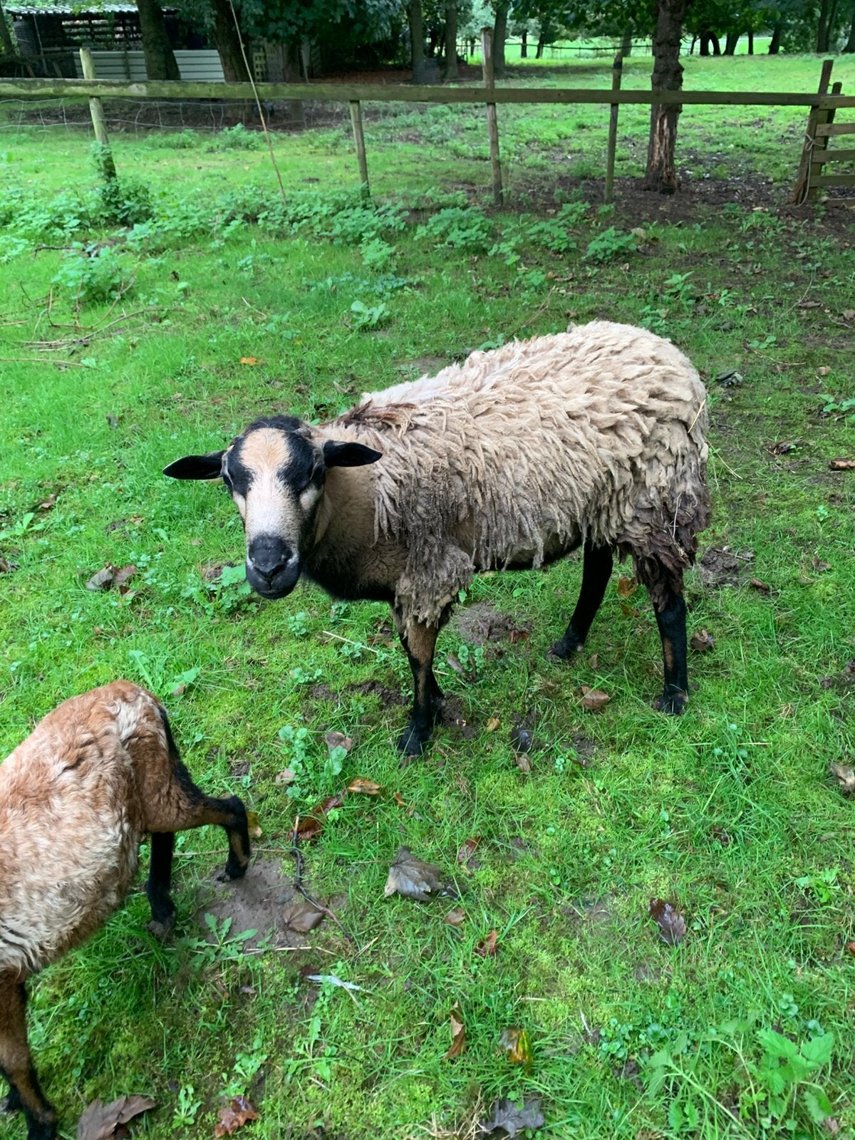 Te koop ( dek) ram, Meerdere dieren, Schaap
