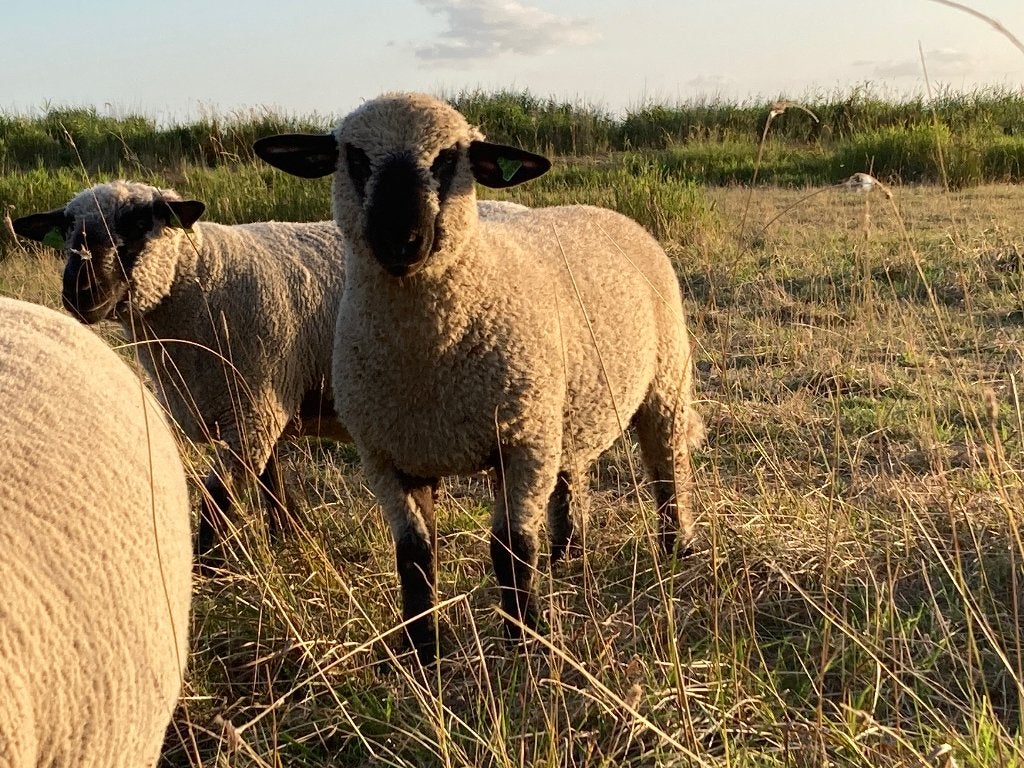 Hampshire down ramlam, Mannelijk, Schaap, 0 tot 2 jaar
