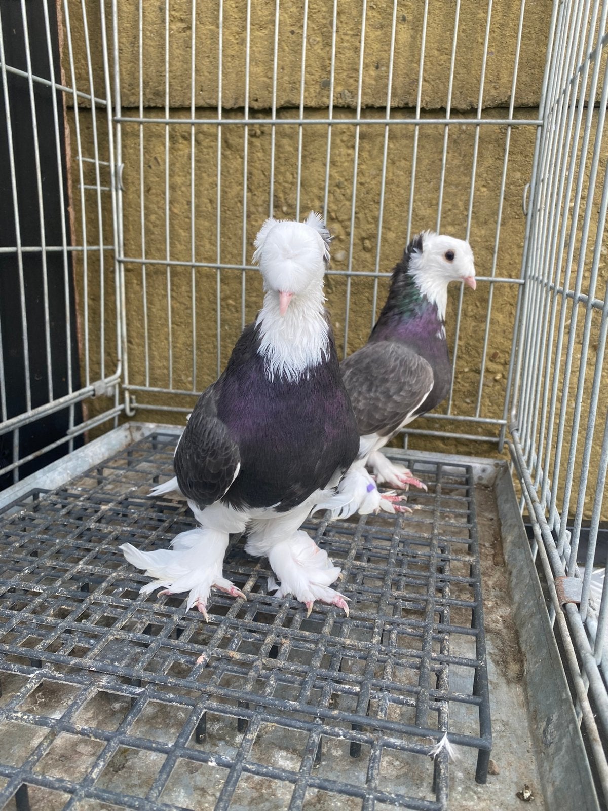 Takla çikolata ala koppel, Meerdere dieren, Overige soorten