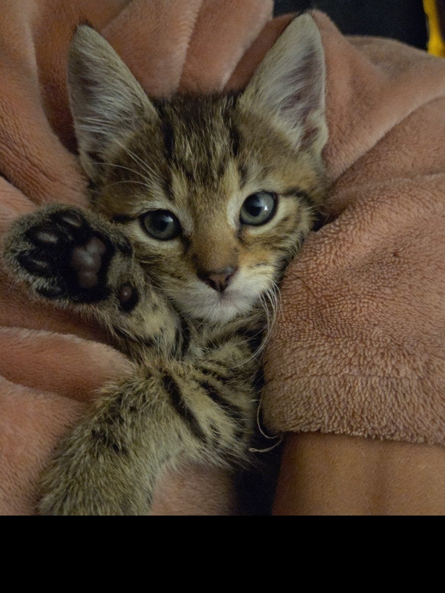 kittens
