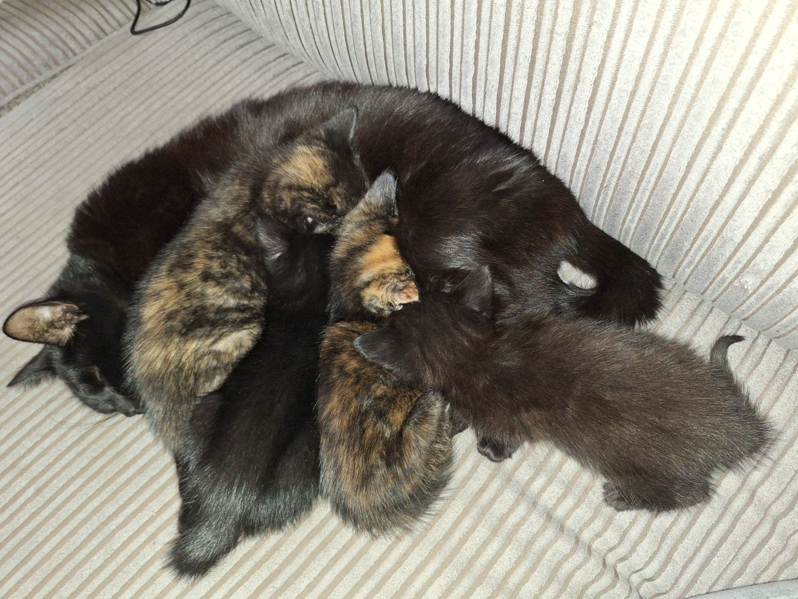 wij zoeken een liefdevol huisje,wij zijn een kwart ragdoll, Poes, Ontwormd, 0 tot 2 jaar