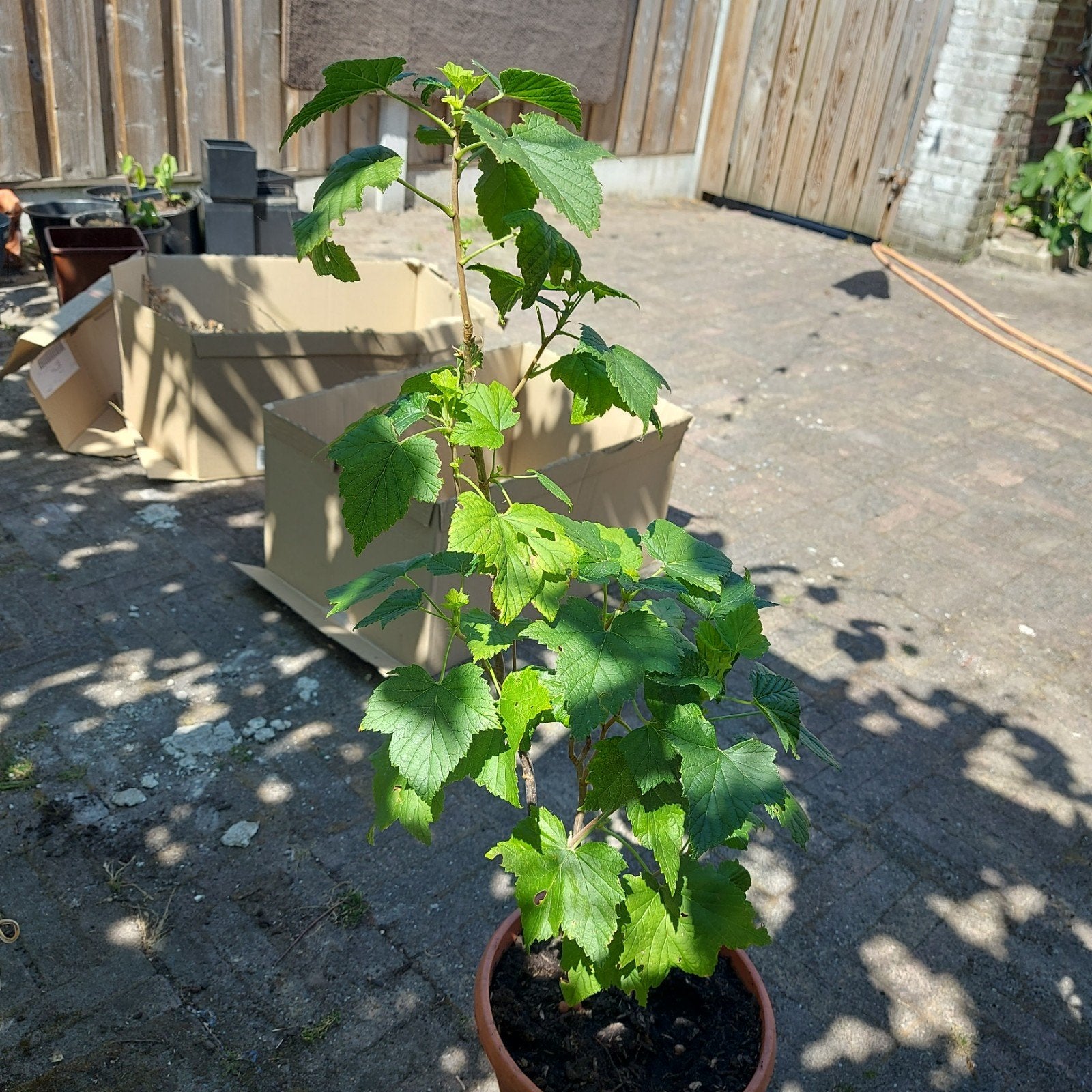 Blauwe bessen plant - 3 stuks, Tuin en Terras, Ophalen, Volle zon, Vaste plant, Fruitplanten
