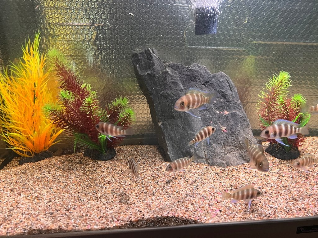 Frontosa Kigoma 7 stripe tussen 4 - 6 cm, Dieren en Toebehoren, Vis, Zoetwatervis, Schoolvis