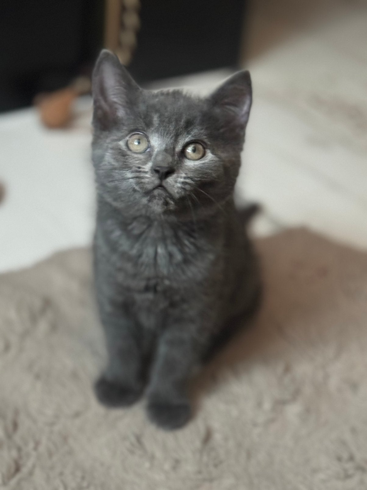 Kittens Mix ras, Dieren en Toebehoren, Katten en Kittens | Overige Katten, Langharig, Meerdere dieren, 0 tot 2 jaar