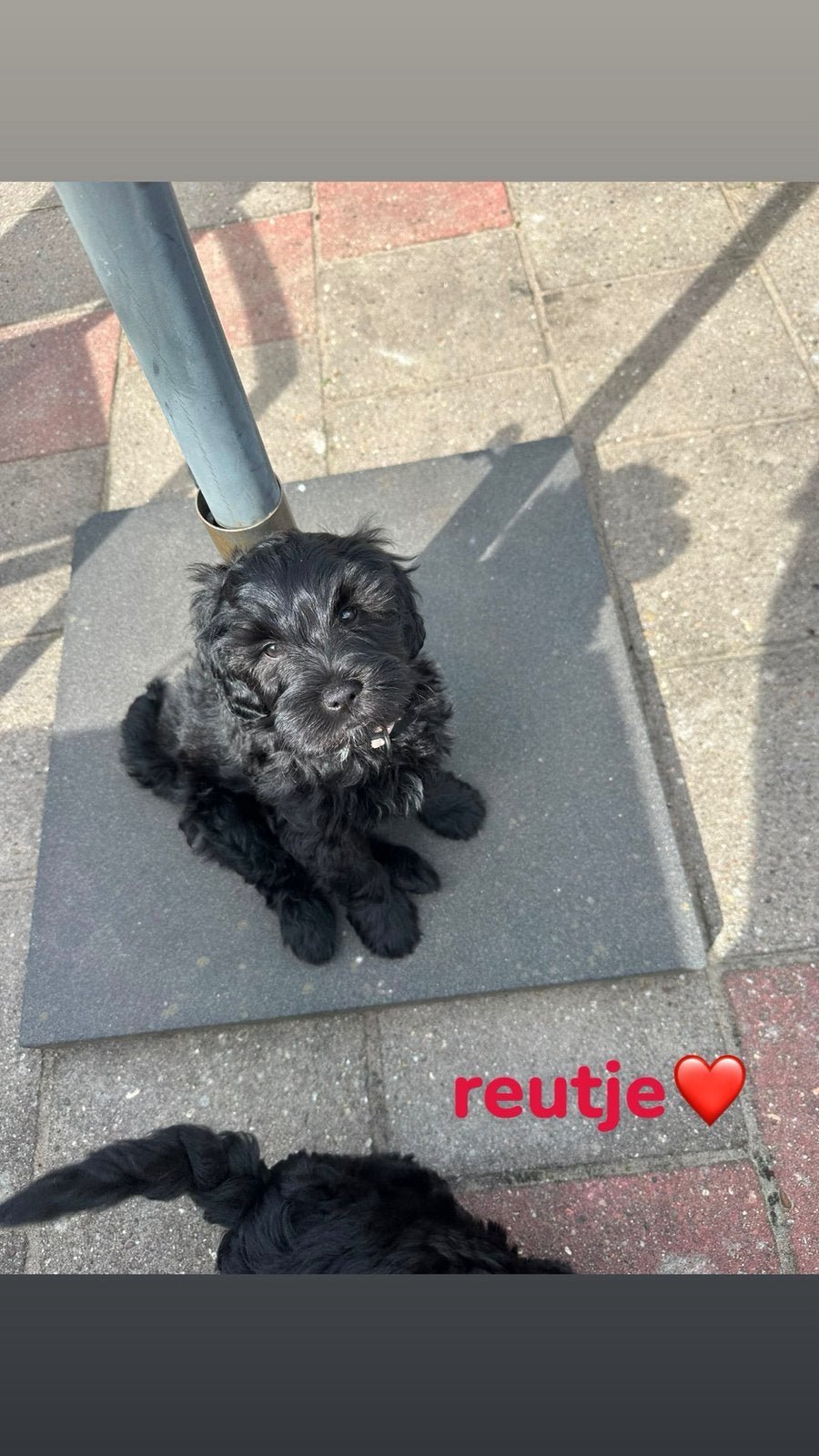 Labradoodle x Maltipoo pups, CDV (hondenziekte), 8 tot 15 weken, Meerdere, Meerdere dieren