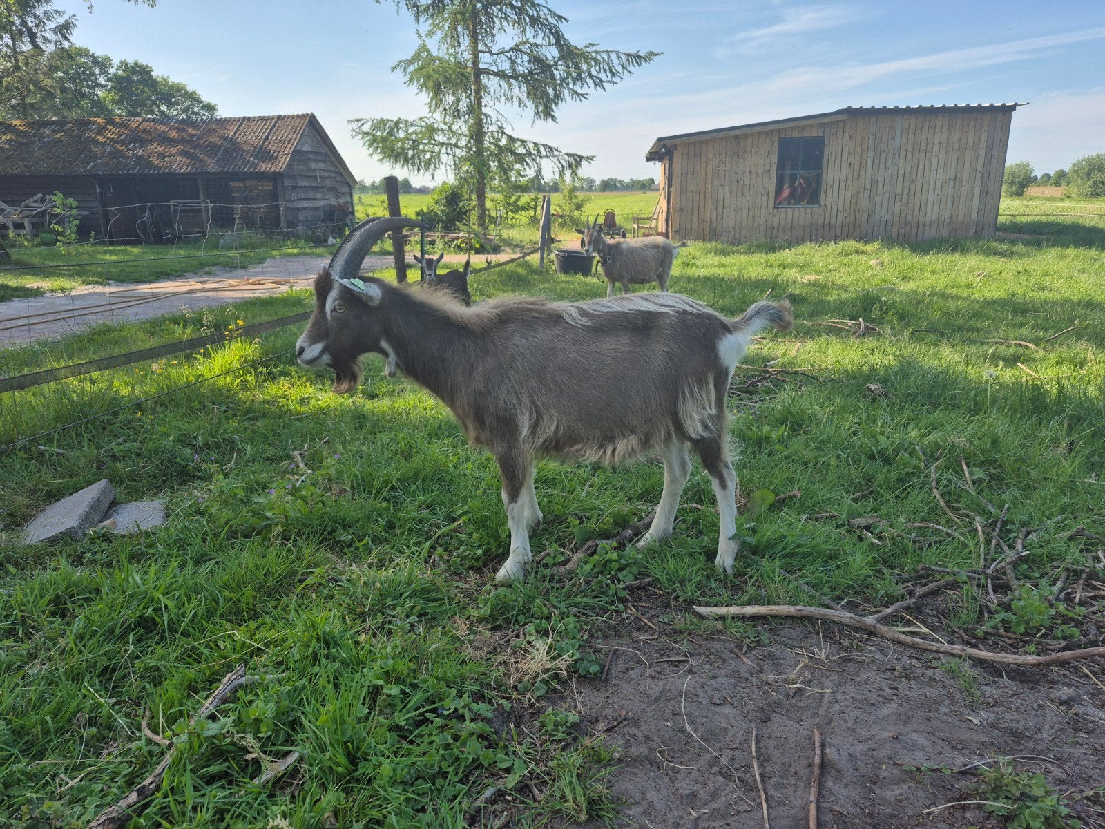 Mooie Toggenburger bok, Dieren en Toebehoren, Mannelijk, Geit, 0 tot 2 jaar