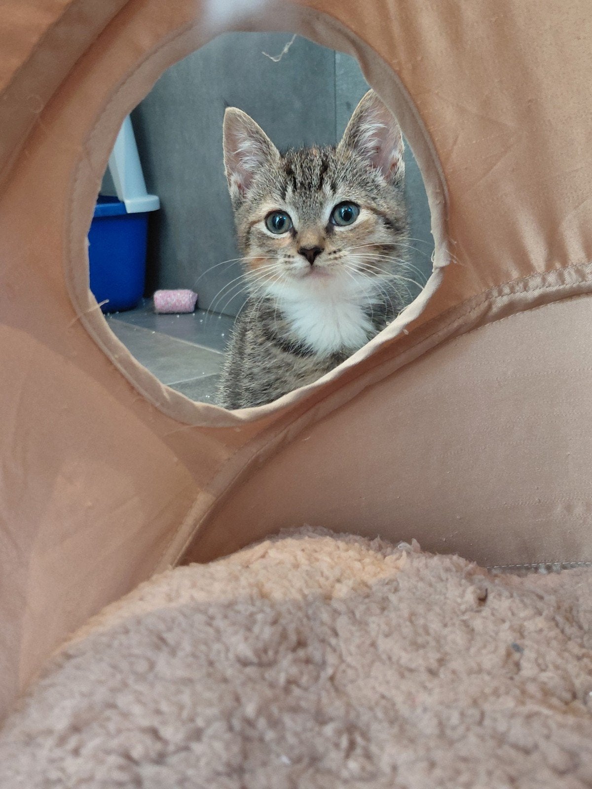 Lieve, gesocialiseerde kittens te koop!, Meerdere dieren