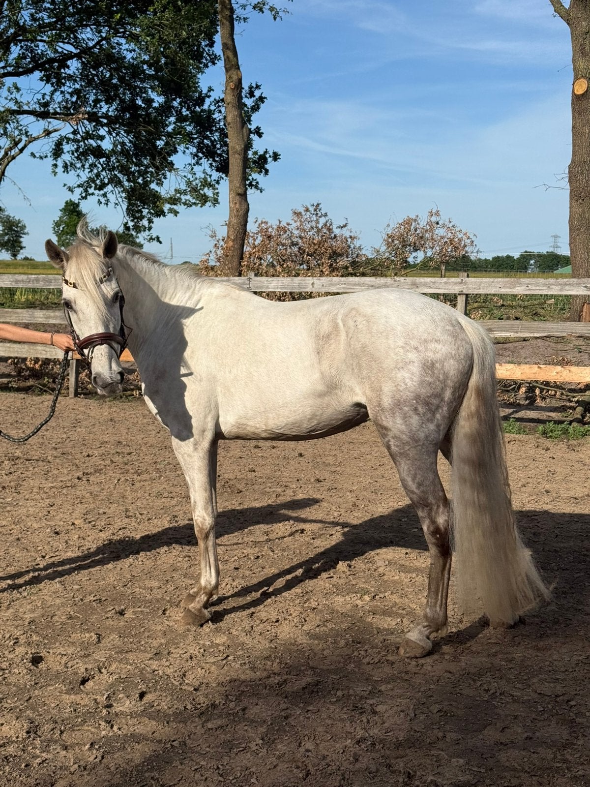 Sportpony D-pony merrie, Dieren en Toebehoren, Pony's, Merrie, B, Springpony, D pony (1.37m tot 1.48m)