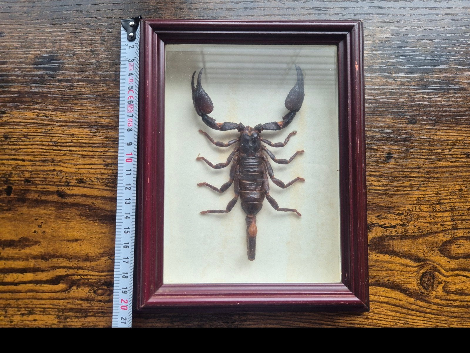 Ingelijste schorpioen (Pandius Imperator) uit Indonesië, Ophalen, Gebruikt, Insect, Opgezet dier