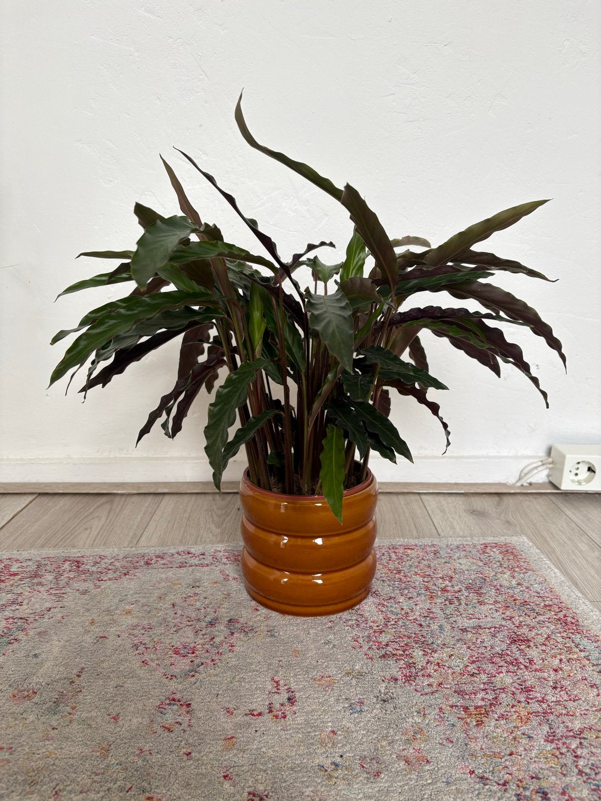 Calathea kamerplant in terracotta pot, Ophalen, Overige soorten, Halfschaduw, In pot