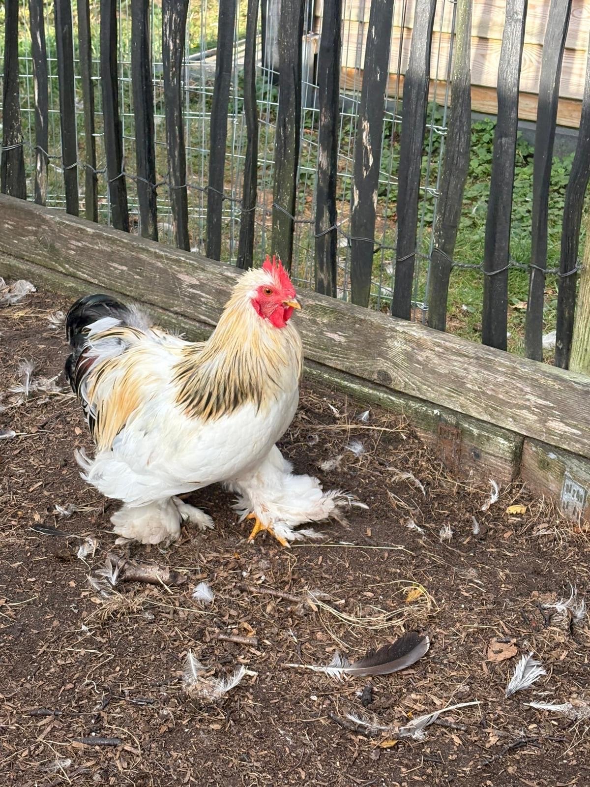 Cochin kriel haantjes GRATIS, Dieren en Toebehoren, Pluimvee, Mannelijk, Kip