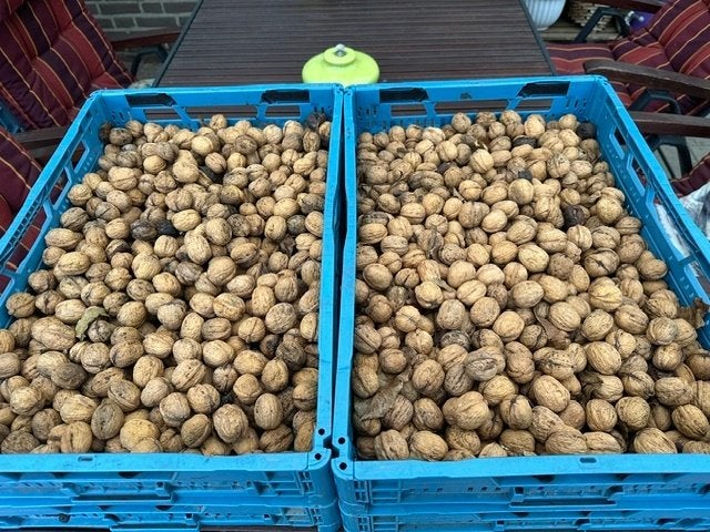 Te Koop Walnoten, Ophalen