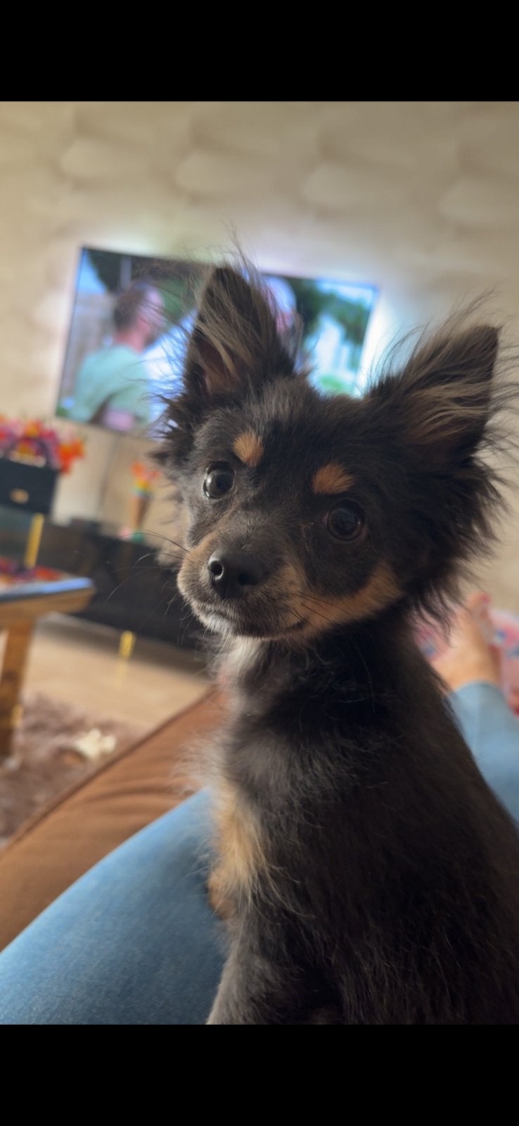 Chihuahua x Pomeriaan pup, 15 weken tot 1 jaar, CDV (hondenziekte), Teef, Eén hond