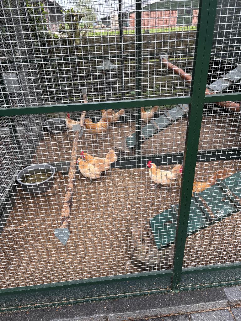 Foktoom zandgele friese hoen kriel, Dieren en Toebehoren, Pluimvee, Meerdere dieren, Kip