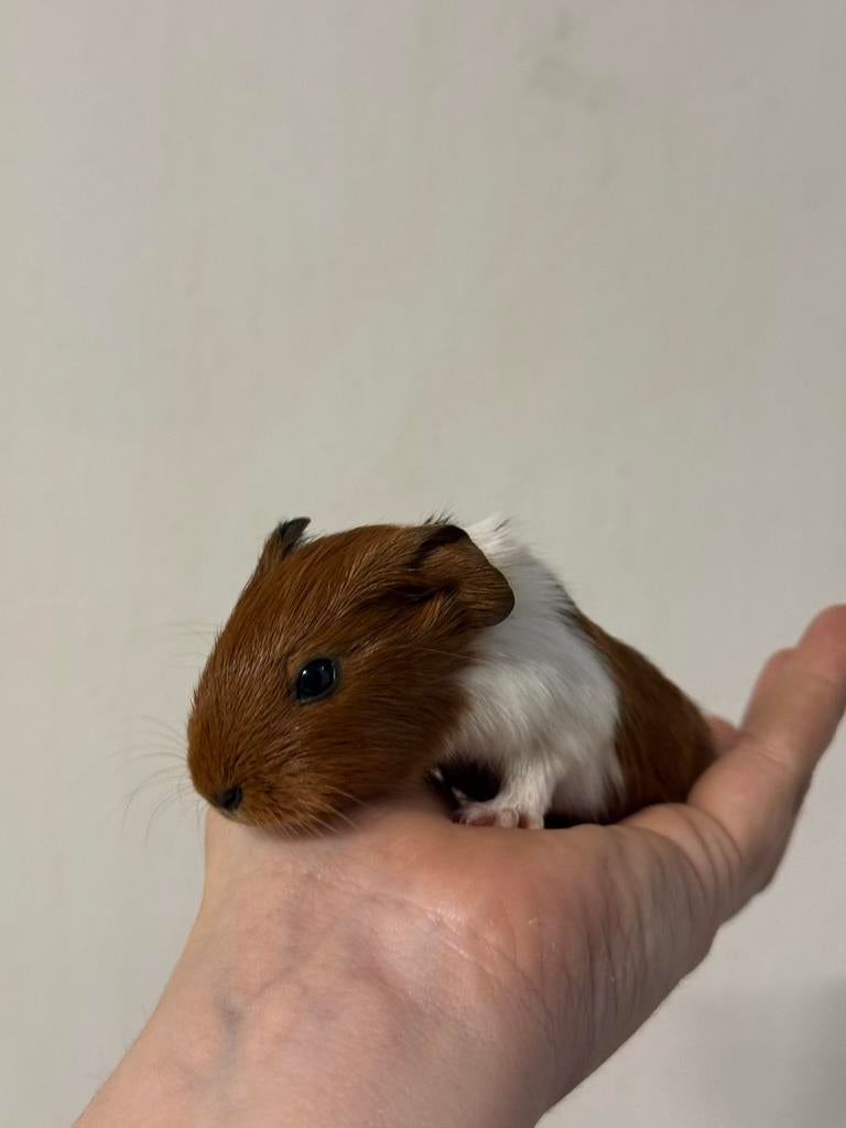 Meerdere zeugjes en beertjes beschikbaar, Dieren en Toebehoren, Knaagdieren, Cavia, Februari, Meerdere dieren, Tam