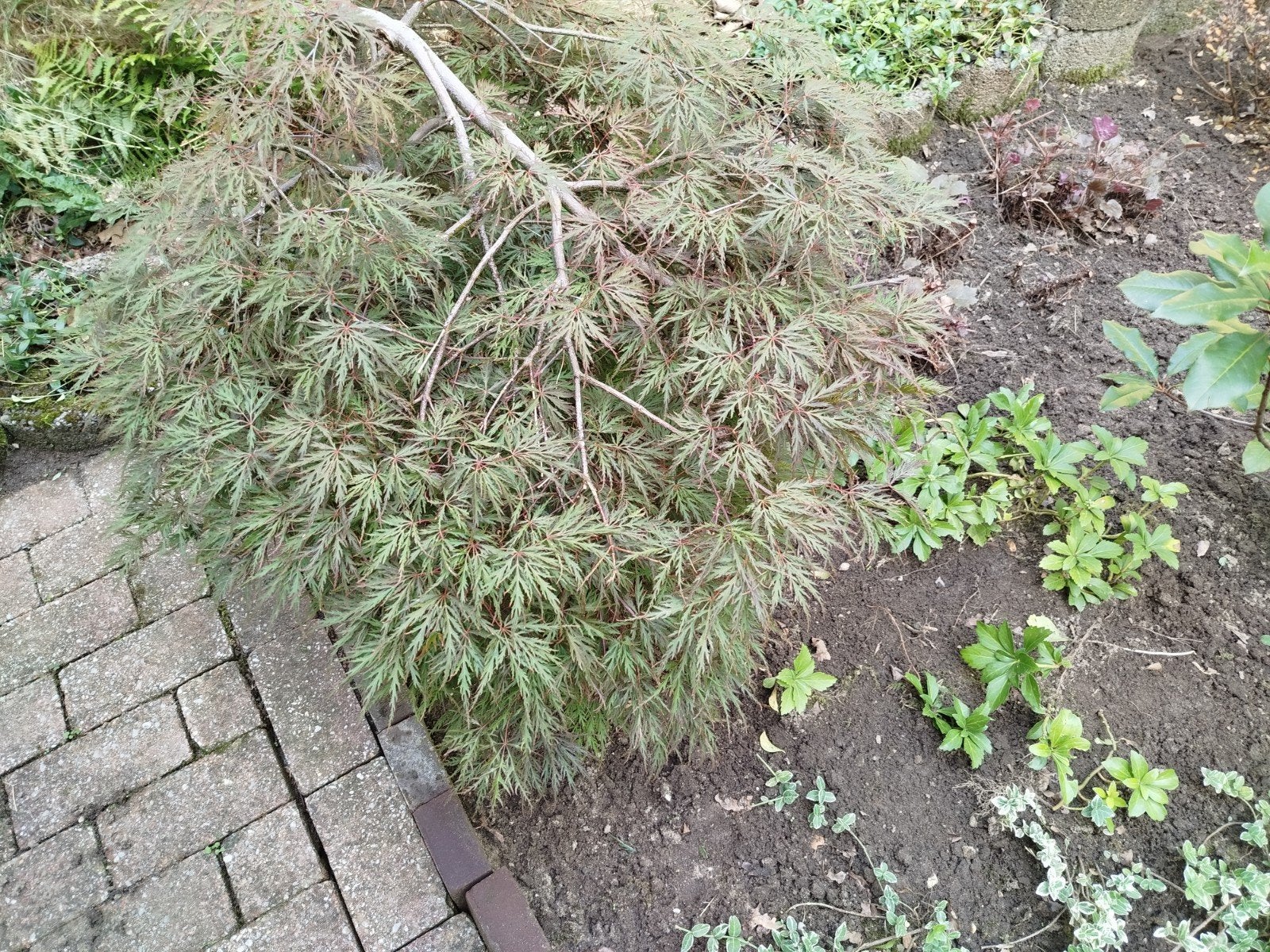Japanse esdoorn struik, Ophalen, Esdoorn, Struik