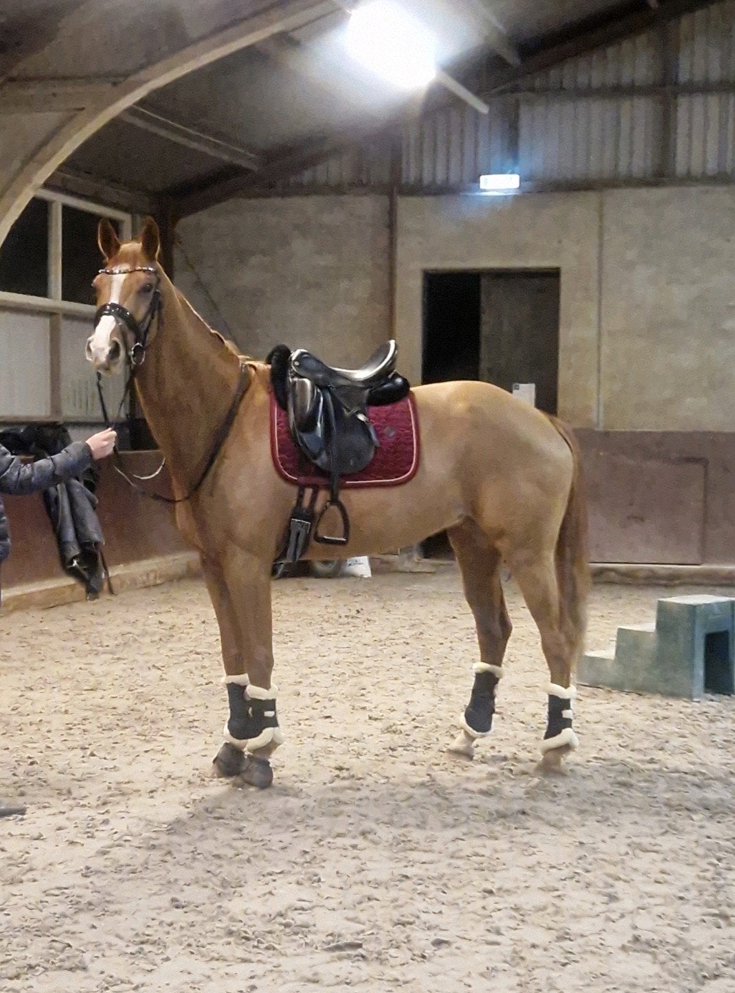 talentvol lease paard aangeboden