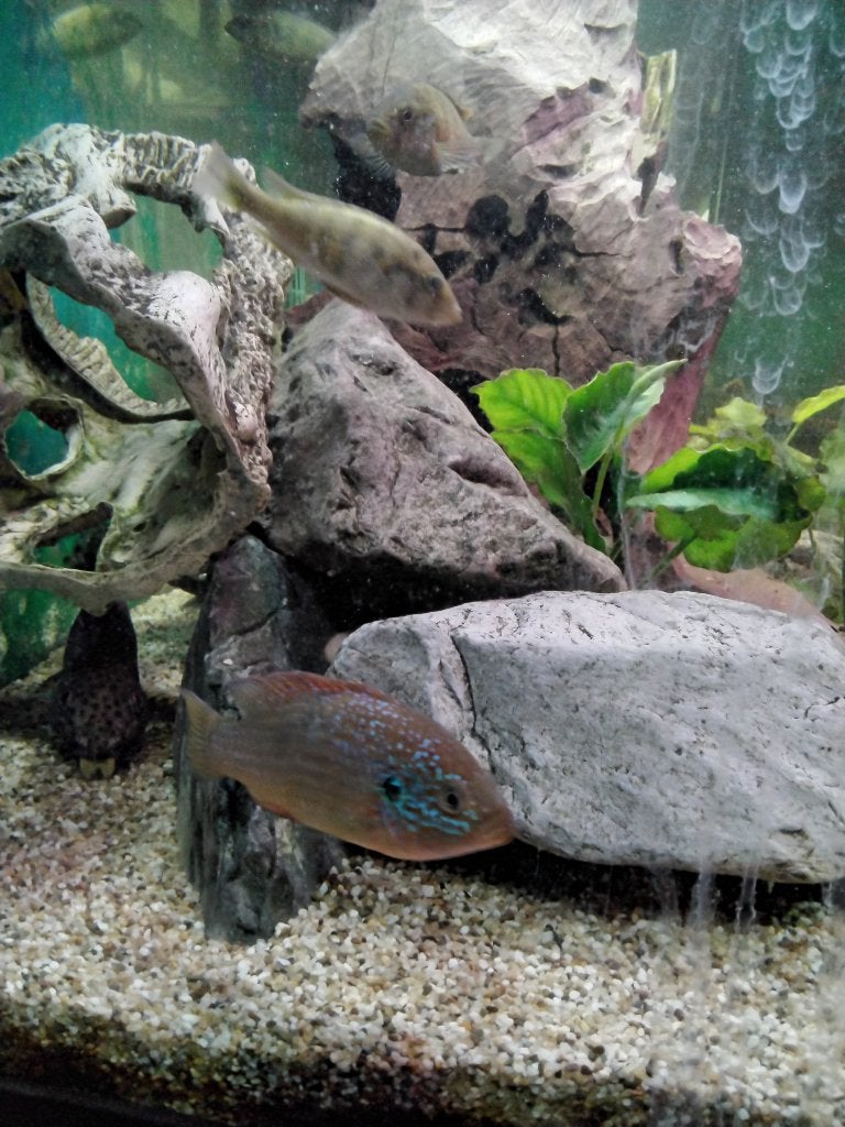 Aquarium, Dieren en Toebehoren, Vissen | Aquaria en Toebehoren, Ophalen, Gebruikt, Gevuld zoetwateraquarium, Inclusief vissen