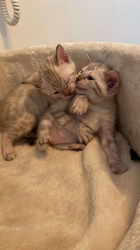 Bengaalse kittens, Meerdere dieren