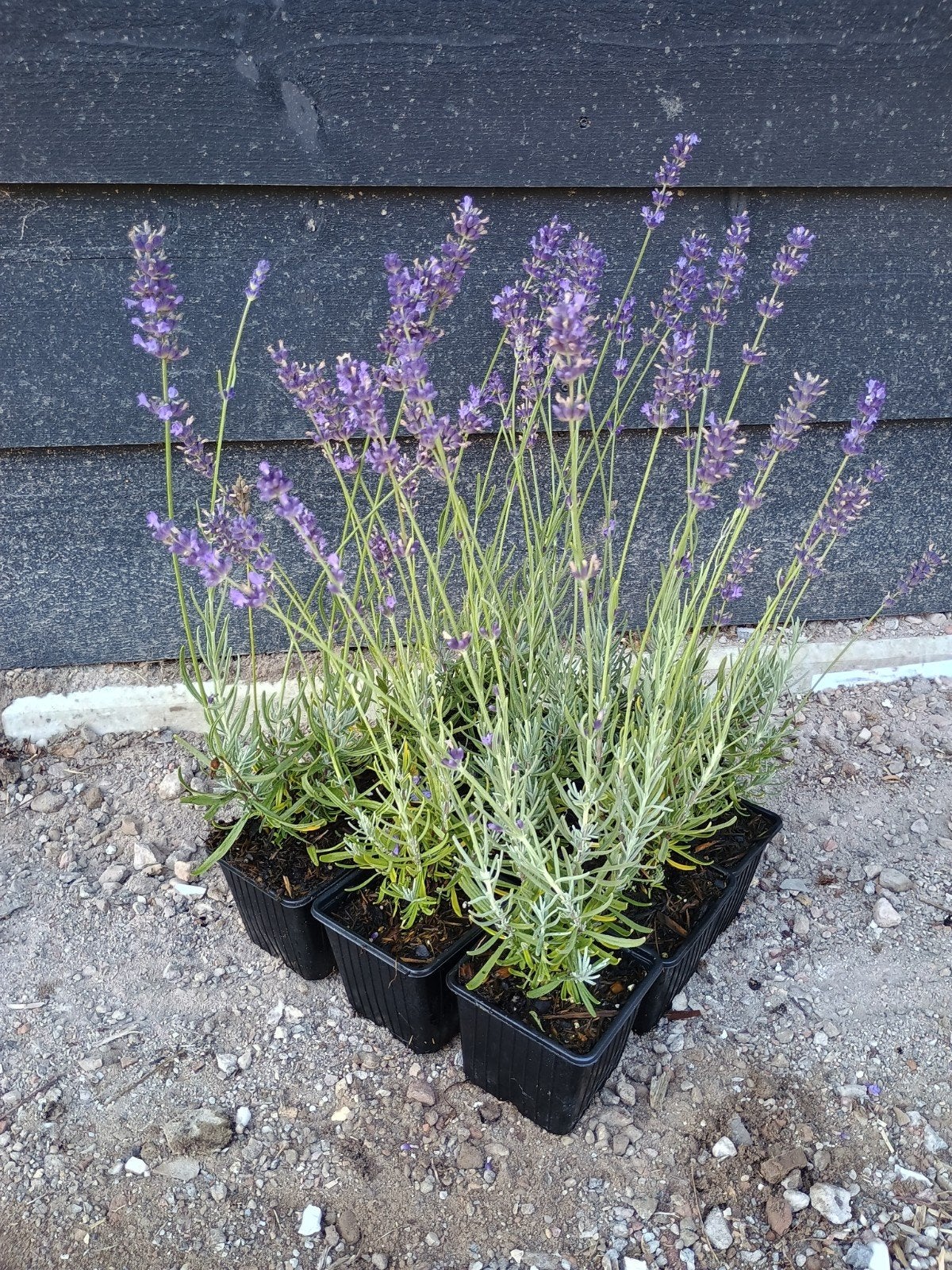 Lavendel in p9 pot - Geurende Vaste Plant, Ophalen, Volle zon, Vaste plant, Kruiden