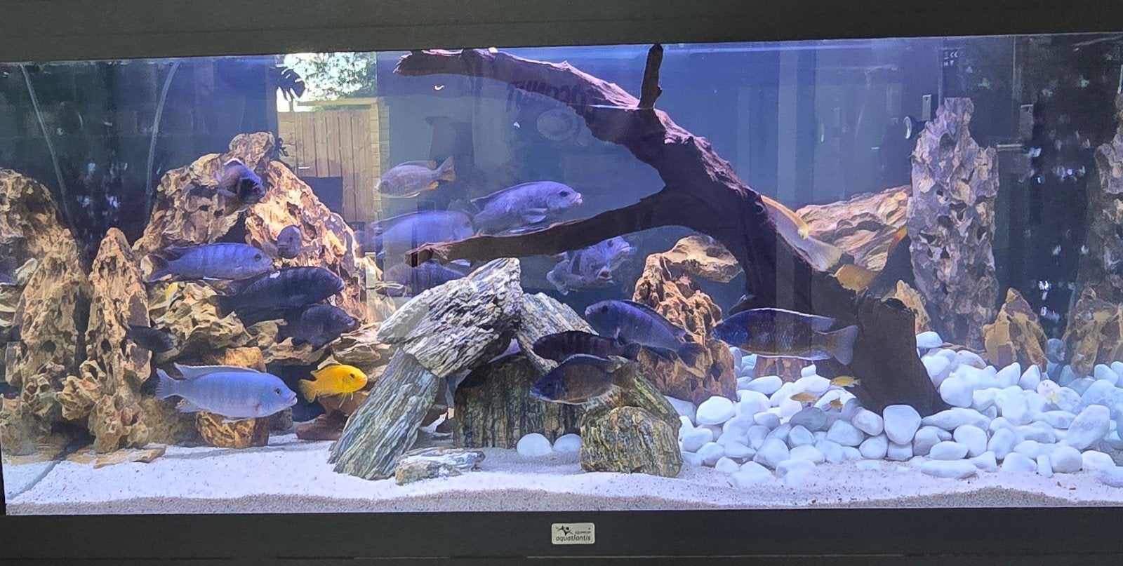 WEEKAANBIEDINGEN tot en met zondag!, Dieren en Toebehoren, Vissen | Aquariumvissen, Vis