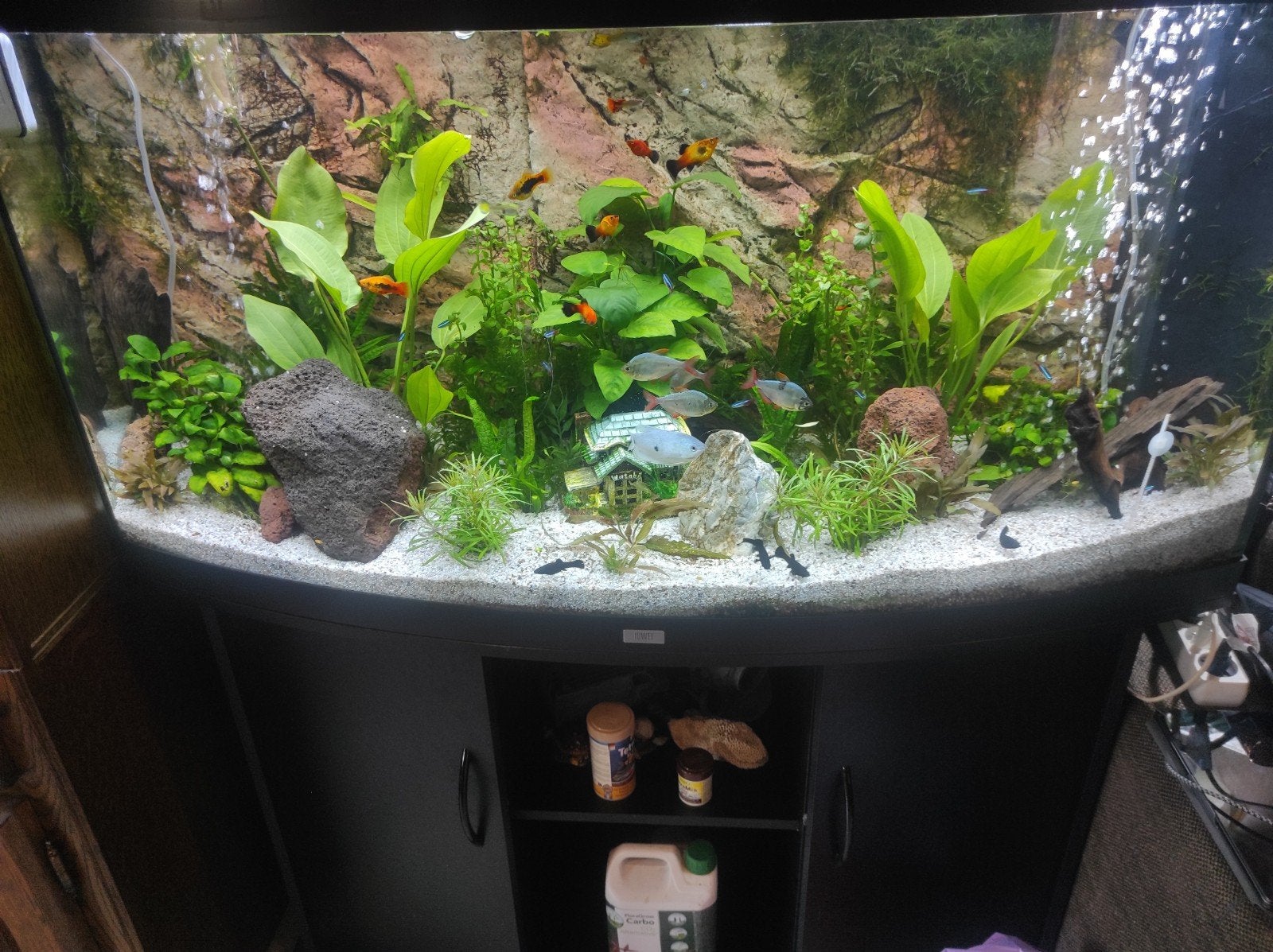 groot visaquarium, Ophalen, Gebruikt, Inclusief vissen, Gevuld zoetwateraquarium