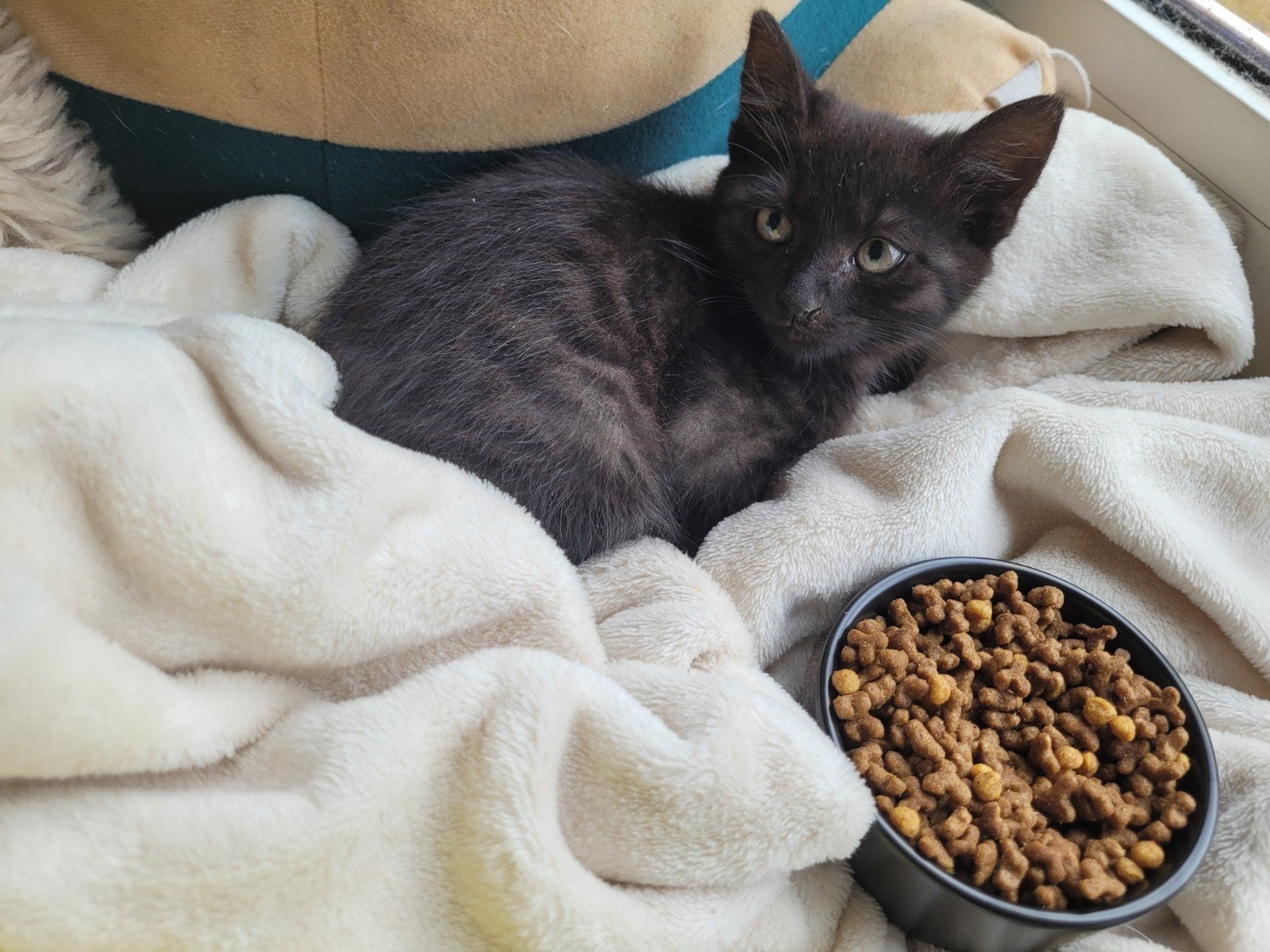 1 kitten vrouwtje, Poes