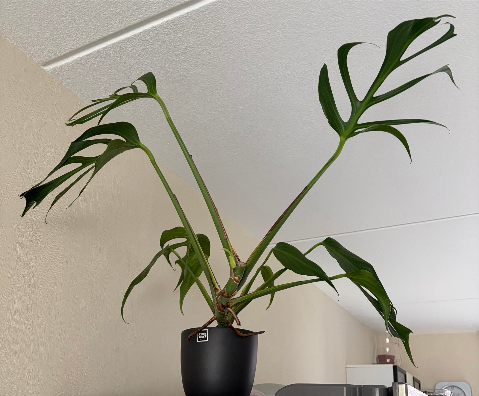 Monstera 'Burle Marx Flame' - Zeldzame en unieke plant, Tuin en Terras, Planten | Tuinplanten, Vaste plant, Bloeit niet, Halfschaduw
