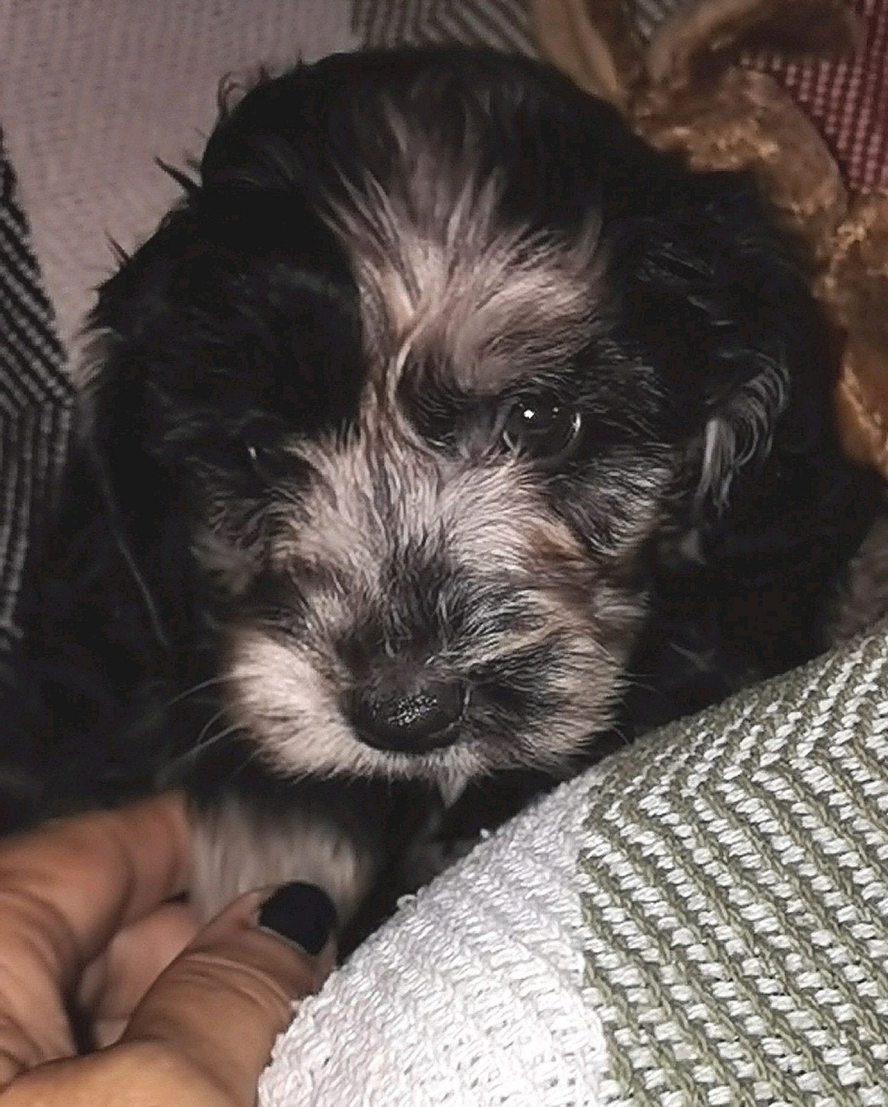Boomer  x boomer - poedel pups mogen verhuizen, Parvo, Overige rassen, 8 tot 15 weken, Meerdere