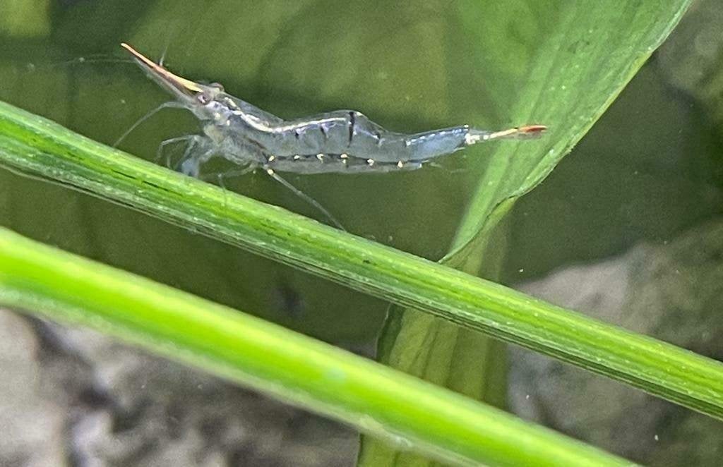 Pinokkio Gracilirostris roodneus garnalen - Caridina Shrimp, Kreeft, Krab of Garnaal, Zoetwatervis, Schoolvis