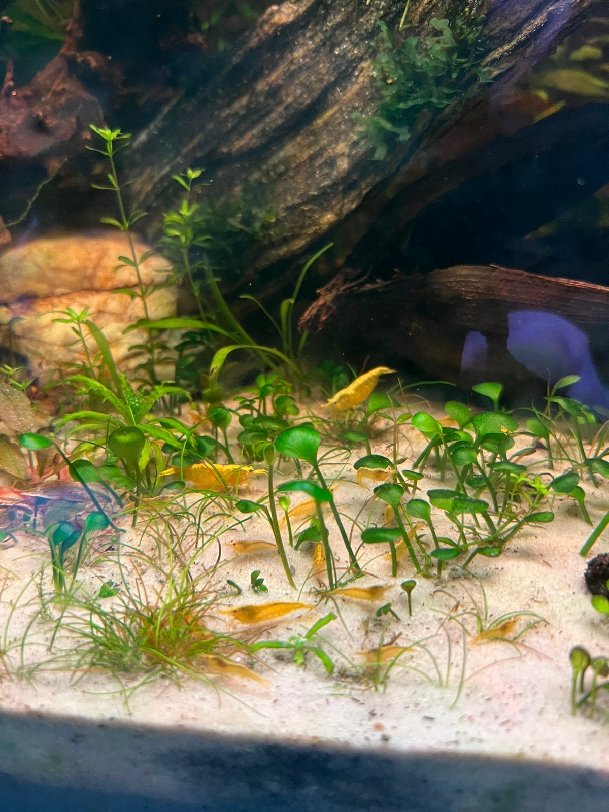 Neocardina Davidi Yellow Kleine Zoetwater Garnalen Geel, Dieren en Toebehoren, Vissen | Aquariumvissen, Zoetwatervis, Kreeft, Krab of Garnaal