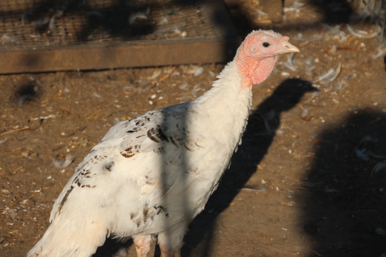 Ronquiere kalkoenen, Dieren en Toebehoren, Pluimvee