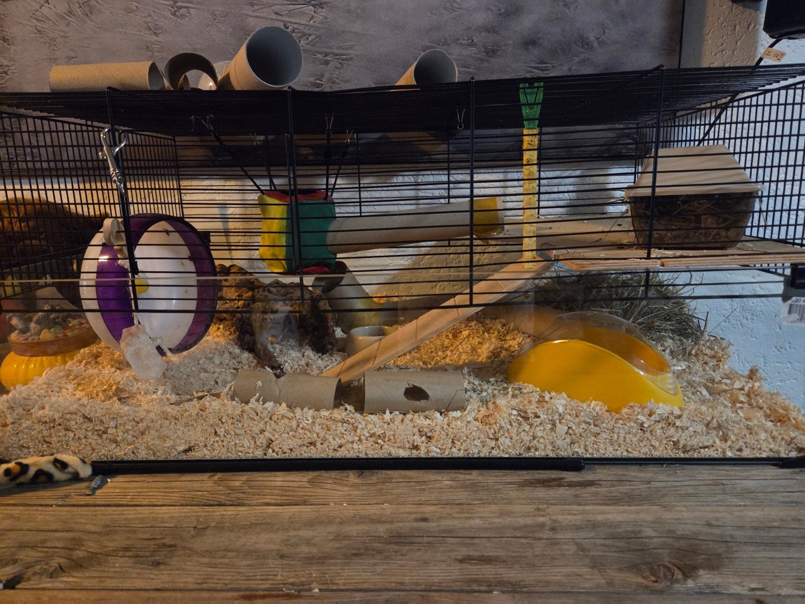 Dwerg hamster met kooi, Ophalen of Verzenden