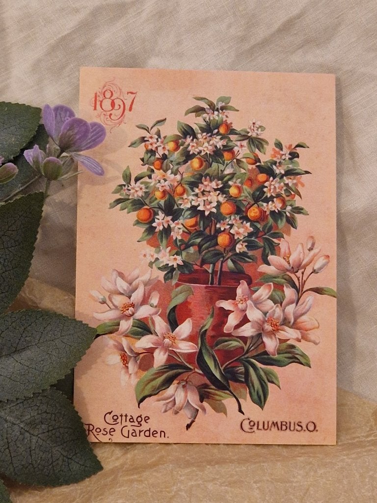 Ansichtkaart. "Sinaasappelboom in pot/lelies"., Verzenden, Nieuw, Papier/karton