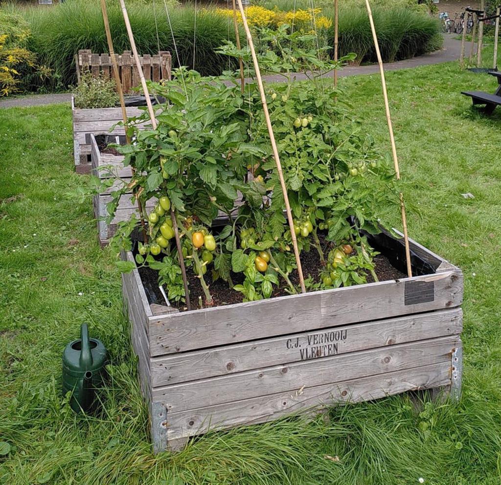 Moestuin kist kweekbak kruidentuintje plantenbak, 100 cm of meer, Ophalen of Verzenden, Zo goed als nieuw, 60 cm of meer